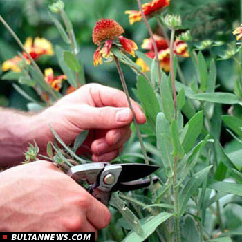 کاشت گل و گیاه در باغچه های مدارس منطقۀ 6