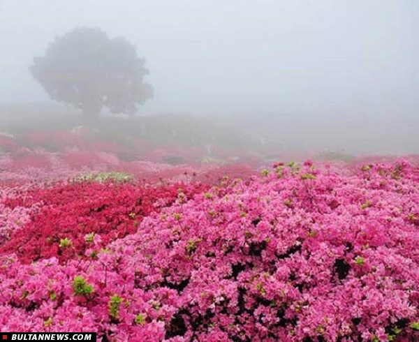 برنامه های ستاد گلابگیری 94 اعلام شد