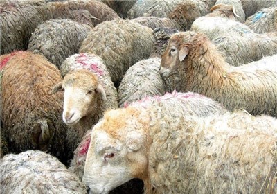 گوسفند زنده برای قربانی کیلویی ۱۲۵۰۰ تومان‌