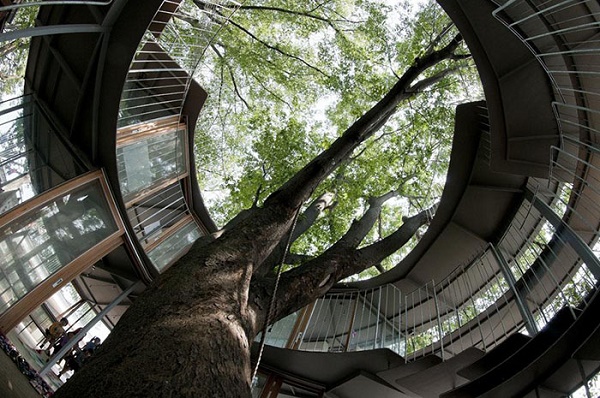 درختان در دنیای معماری