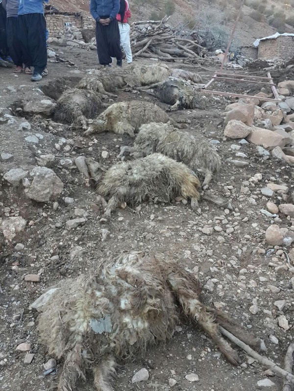 تلفات تببرفکی در زنجان به 79 راس رسید تلفات تببرفکی در زنجان به 79 راس رسید