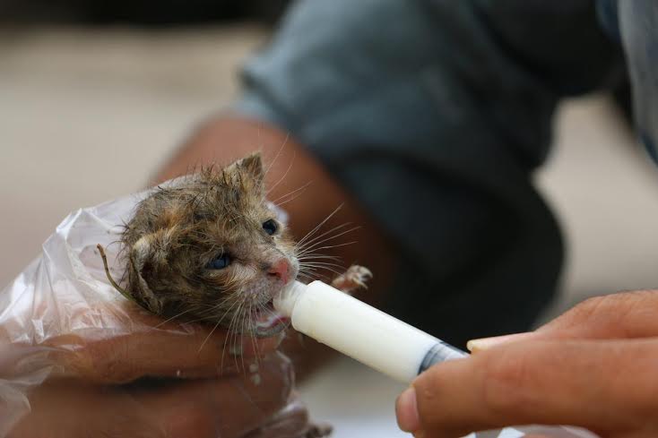 نجات توله گربه ها بعد از 168 ساعت گرسنگی در شوش