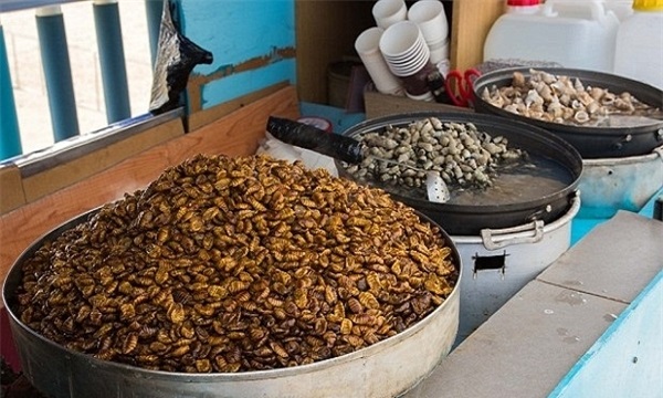 عجیب‌ترین غذاهای سراسر جهان + تصاویر