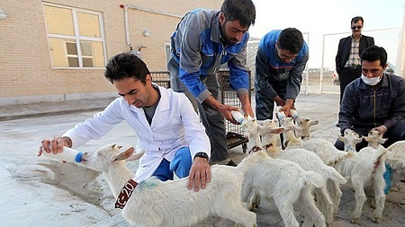 بستني مشهدي با طعم شير بز فرانسوي / با نگهداري از 10 بز سانن به اندازه يك مدير نجومي پول درو كنيد! بستني مشهدي با طعم شير بز فرانسوي / با نگهداري از 10 بز سانن به اندازه يك مدير نجومي پول درو كنيد!