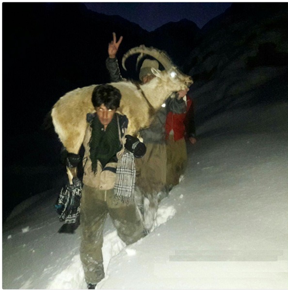 نجات بز کوهی گرفتار در برف و کولاک توسط طرفداران محیط زیست در اورامان + تصاویر
