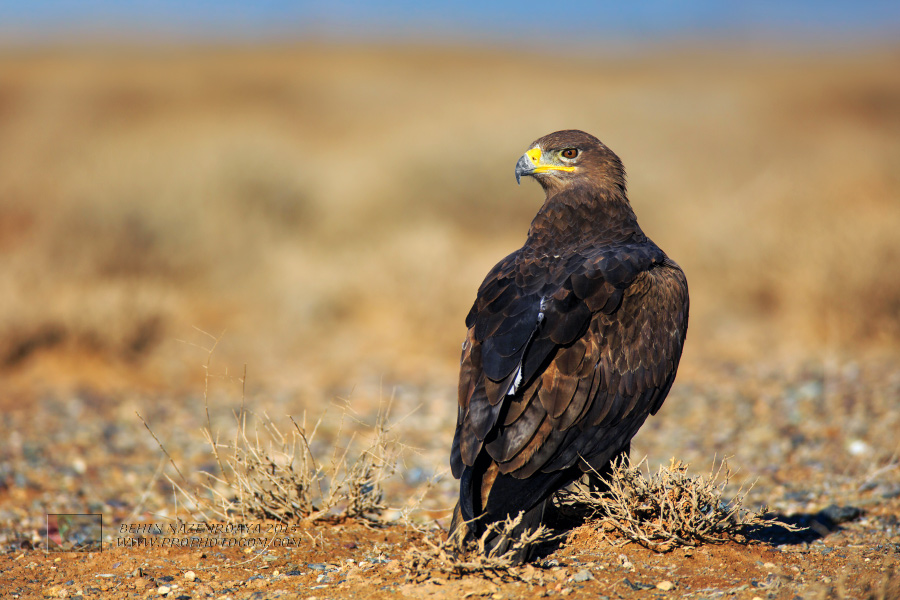 عقاب صحرایی