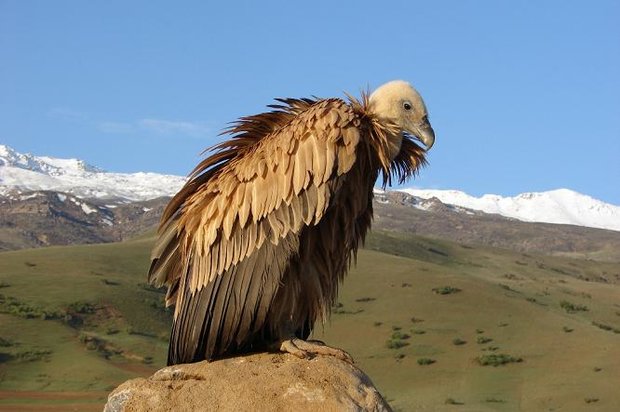 استان لرستان سرزمینی برای مشکل پسندها