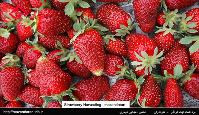 صادرات میوه ایران توان جایگزینی درآمدهای نفتی را دارد