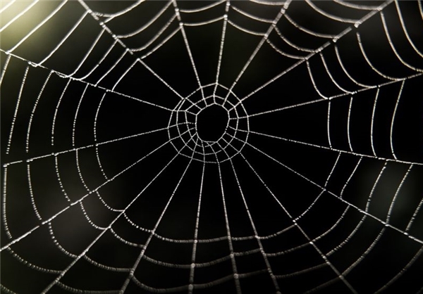 عنکبوت فرکانس‌های تارهای خود را تحلیل می‌‌کند