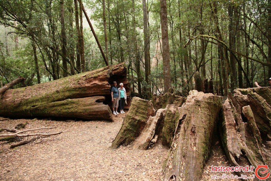 تصاویری از درختان عظیم الجثه در استرالیا