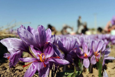 آغاز برداشت زعفران در استان خراسان رضوی/ گزارش تصویری