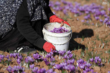 آغاز برداشت زعفران در استان خراسان رضوی/ گزارش تصویری