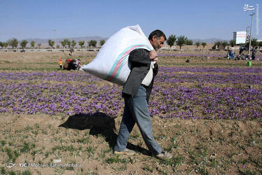 آغاز برداشت زعفران در استان خراسان رضوی/ گزارش تصویری