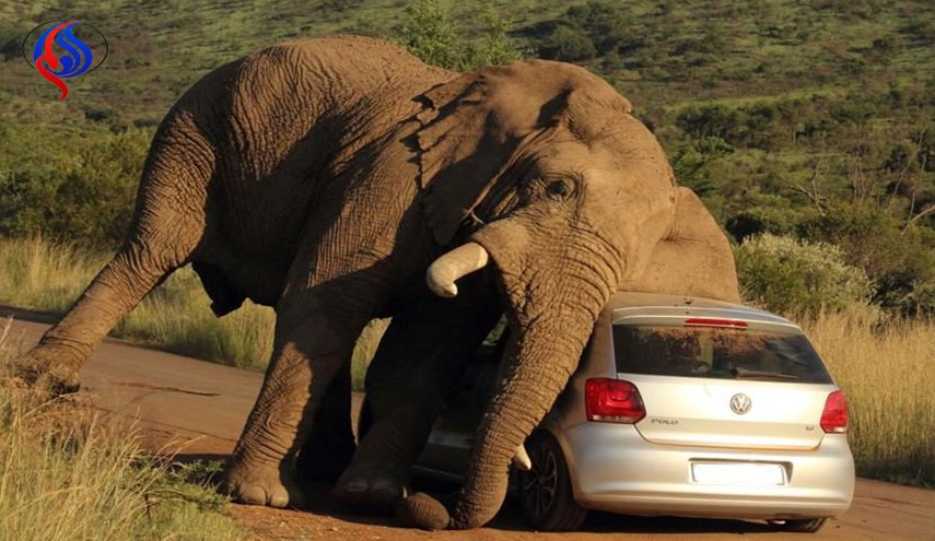 حملۀ گلۀ فیل‌ها به یک زن در آفریقای جنوبی