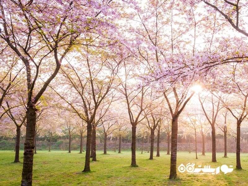 مکان های شگفت انگیز برای دیدن شکوفه های جادویی گیلاس در جهان