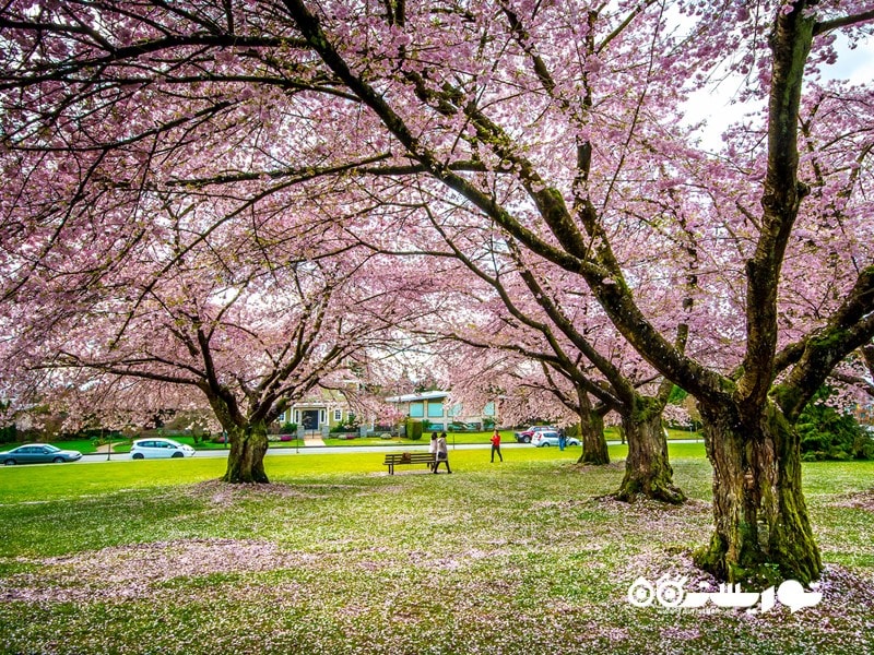 مکان های شگفت انگیز برای دیدن شکوفه های جادویی گیلاس در جهان