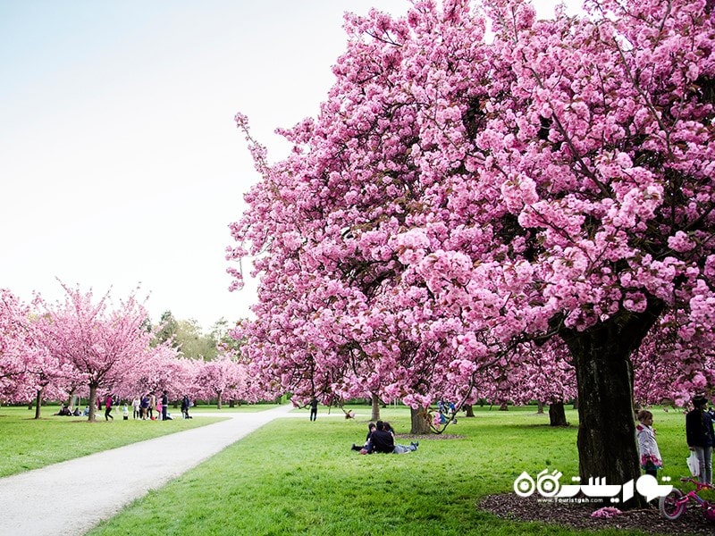 مکان های شگفت انگیز برای دیدن شکوفه های جادویی گیلاس در جهان