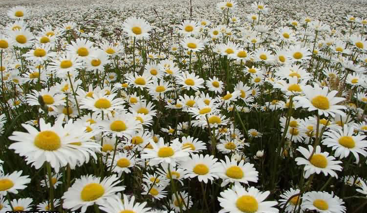 بابونه رومی و شیرازی!