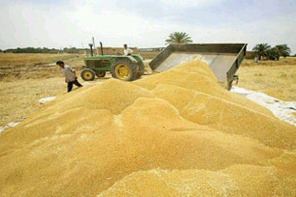 صادرات ۲۰۰ هزارتن آرد/ کشورهای اروپایی آرد ایرانی میخرند