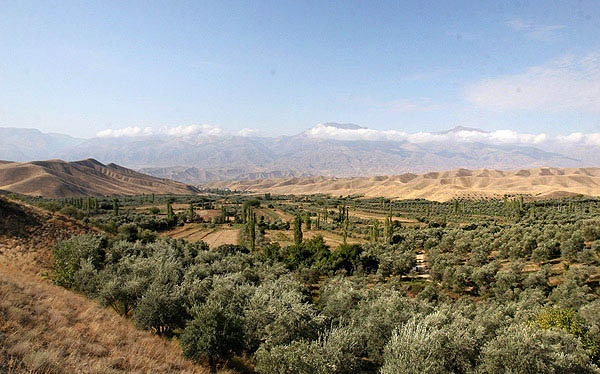 گيلوان؛ قطب توليد زيتون پرورده / اين دهستان سالانه 90 تن زيتون پرورده صادر مي كند + تصاوير