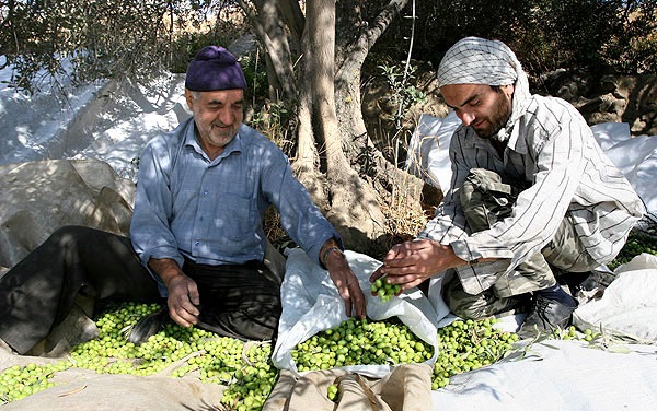 گيلوان؛ قطب توليد زيتون پرورده / اين دهستان سالانه 90 تن زيتون پرورده صادر مي كند + تصاوير