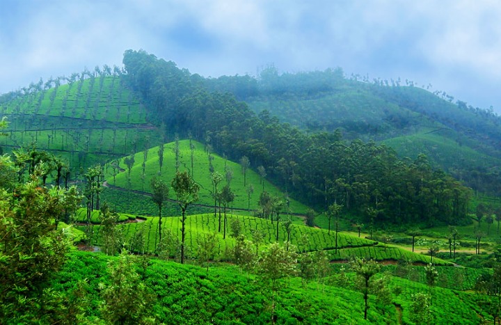 تولیدکنندگان چای / برترین ها دنیا کدامند؟ + تصاویر