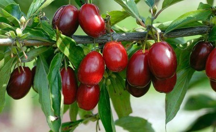 بهترین مواد غذایی مقابله کننده با پروسۀ پیری و چروک های پوستی بهترین مواد غذایی مقابله کننده با پروسۀ پیری و چروک های پوستی