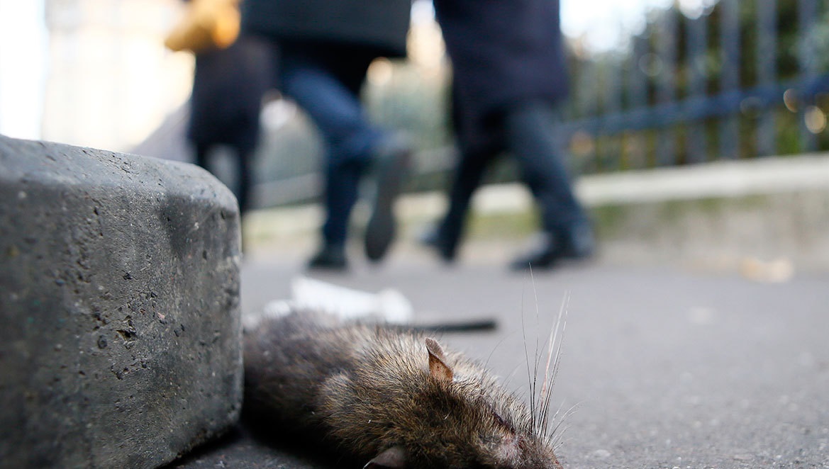 افزایش شکایات مردمی از ازدیاد موش‌های پایتخت