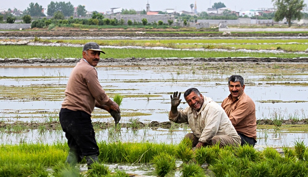 دستور شریعتمداری برای واردات برنج در فصل برداشت+ سند/ خیز معاون اجرایی رئیس جمهور بر خلاف مصوبه هیئت دولت