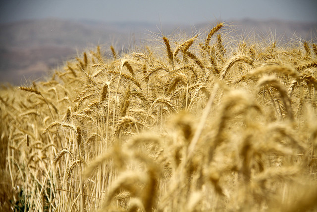 هدفگذاری تولید بیش از ۱۳ میلیون تن گندم در برنامه ششم