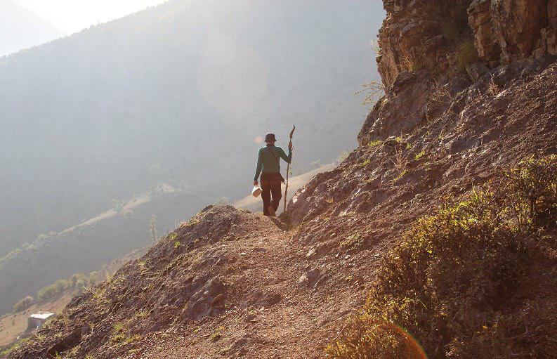 حمله پلنگ به روستای محروم مِچِر و از بین بردن ۷ گاو