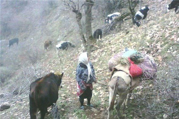 حمله پلنگ به روستای محروم مِچِر و از بین بردن ۷ گاو
