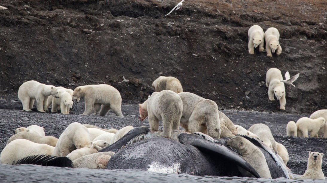 تجمع خرس‌های قطبی برای خوردن یک نهنگ+تصاویر