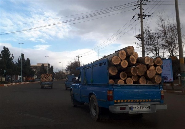 افزایش قطع درختان باغی به دلیل بالارفتن قیمت چوب