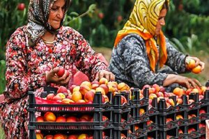 دیده نشدن؛ رنج مضاعف زنان کارگر فصلی در مازندران
