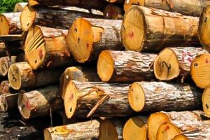 طرح تنفس به نام جنگل به کام قاچاقچیان چوب طرح تنفس به نام جنگل به کام قاچاقچیان چوب
