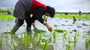 توصیه به شالیکاران برای آمادهسازی شالیزارها توصیه به شالیکاران برای آمادهسازی شالیزارها