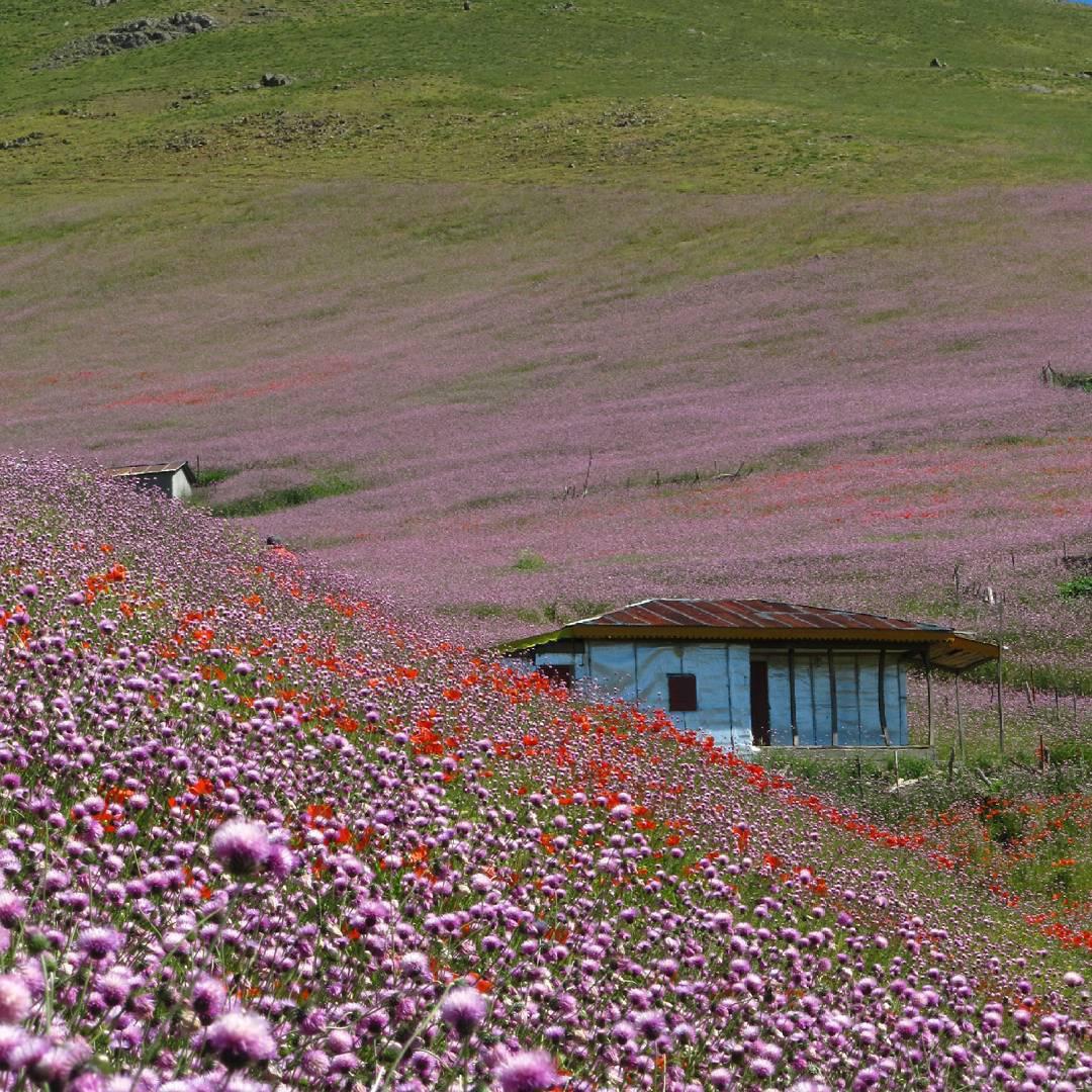 منظره‌ای دیدنی از دشت شقایق‌ها در روستای کرمون