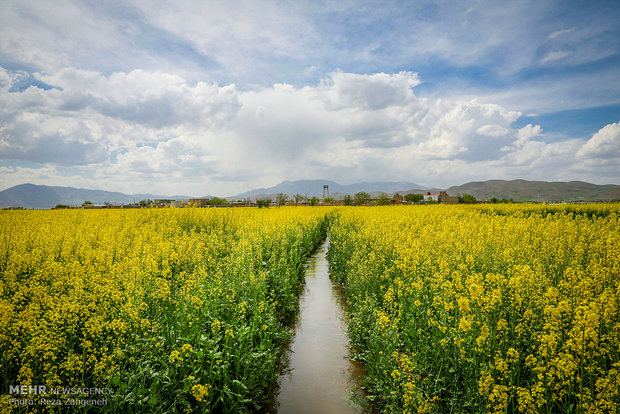 کاهش ۲۹ درصدی مصرف آب کشاورزی در حوضه دریاچه ارومیه