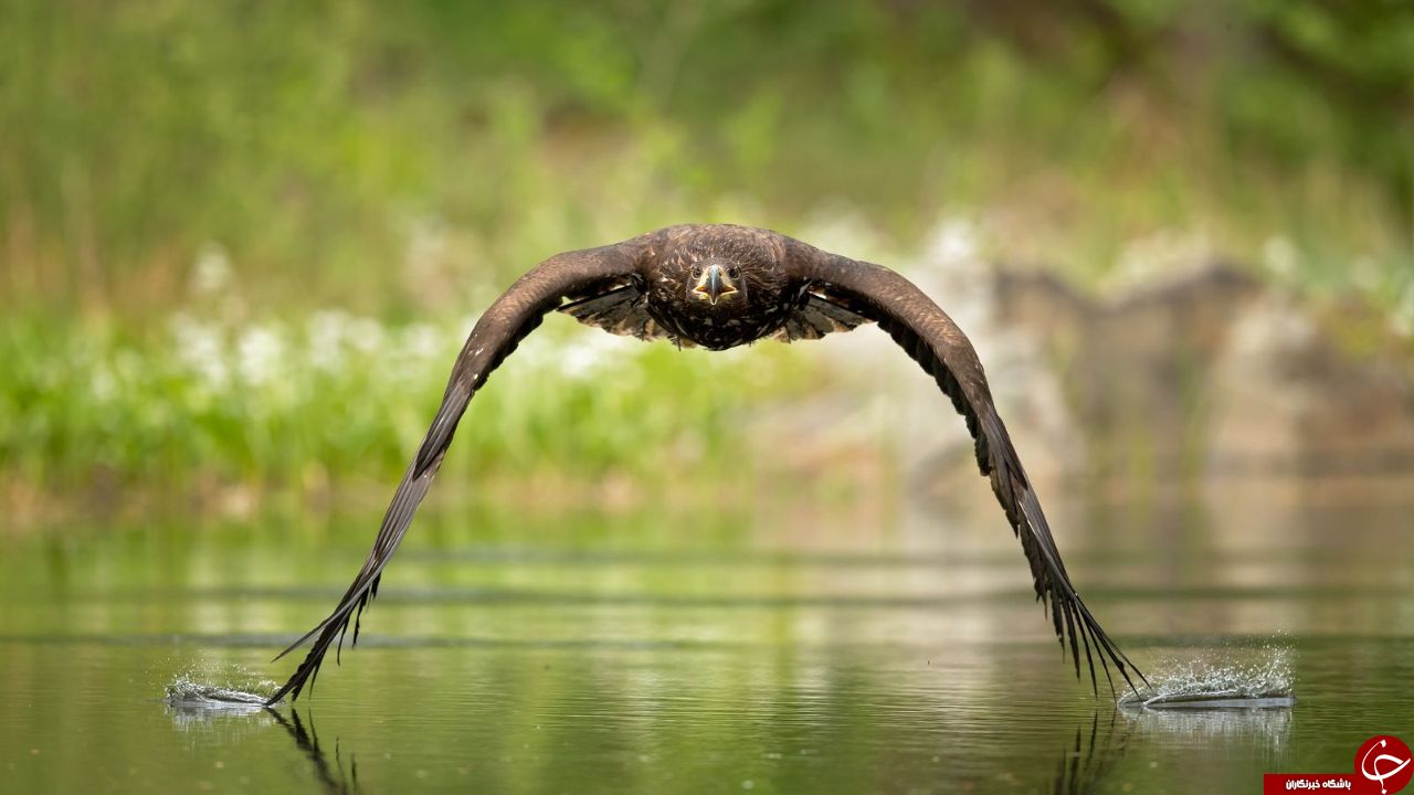 عکس روز نشنال جئوگرافیک از عقابی در ارتفاع پست