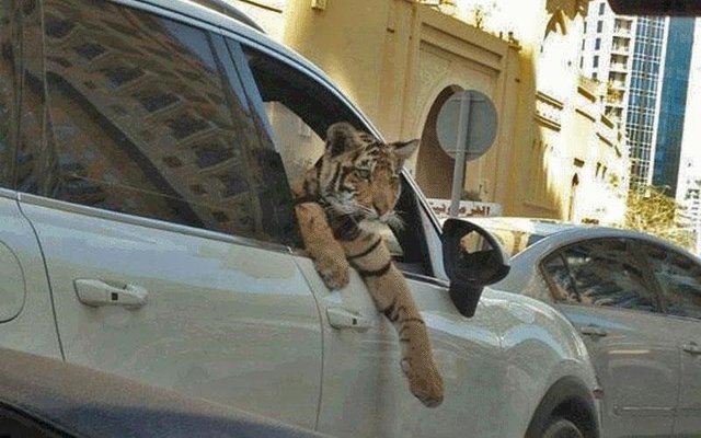 جریمه ۸۰ میلیونی و ۳ سال حبس در انتظار بچه پولدار‌ها