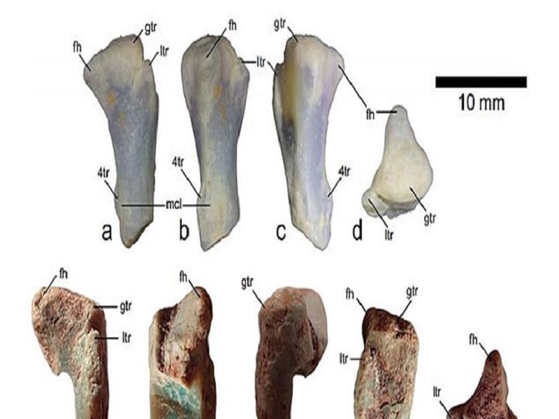 کشف استخوان‌های صدمیلیون ساله بچه دایناسور+تصاویر