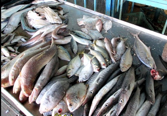 کرونا قیمت ماهی را تا 60 درصد کاهش داد