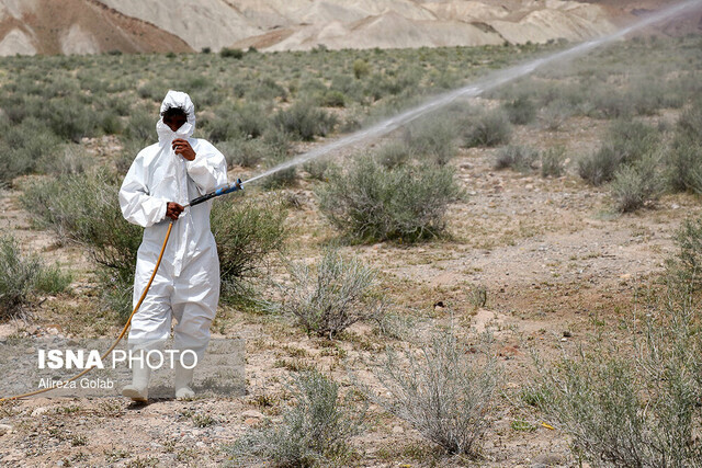 آخرین وضعیت حمله ملخ‌های صحرایی به کشور + عکس و فیلم
