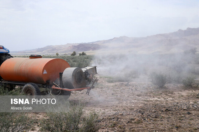 آخرین وضعیت حمله ملخ‌های صحرایی به کشور + عکس و فیلم