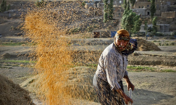 خودکفایی گندم امسال تکرار میشود