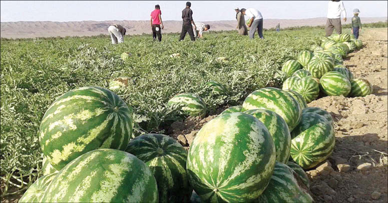 تا چه زمانی کشاورزان باید چوب بی برنامه بودن وزارت جهاد کشاورزی را بخورند؟!