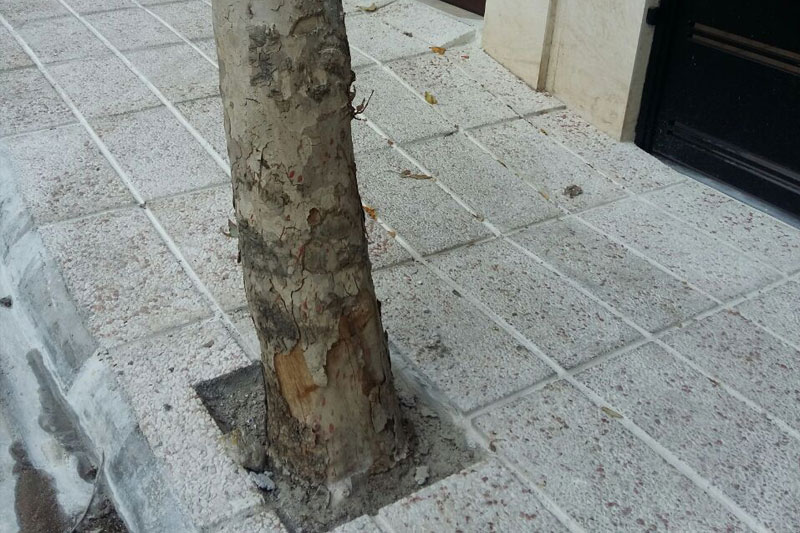 درختان، قربانیان بتن!