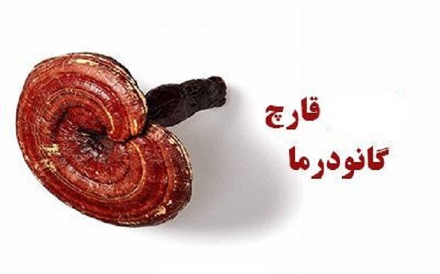 گانودرما و ادعاهایی برای کلاهبرداری گانودرما و ادعاهایی برای کلاهبرداری