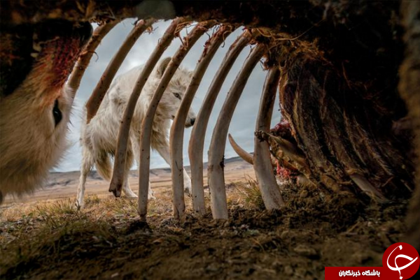 حمله گرگ‌های قطب شمال به لاشه گاو مرده